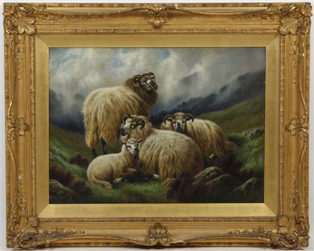 Sheep seated in grassy field