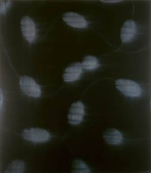 Positive Clones
