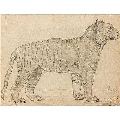 Étude d'un tigre du Bengale