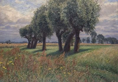 Korbweiden