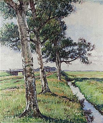 Birch trees at the brook