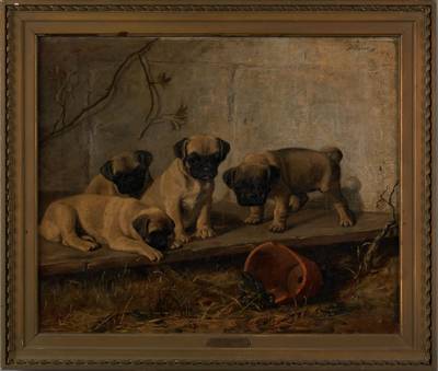 Four Pugs