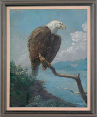 Bald Eagle