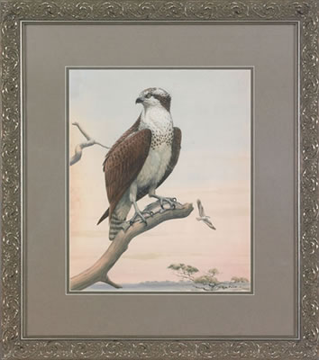 Osprey with fish by Earl Lincoln Poole - Auction record, sale price, and art valuation. Compare with similar artists and explore comparable artworks.