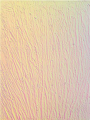 IMG_885 (holographic), 2014