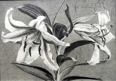 Auratum Star
