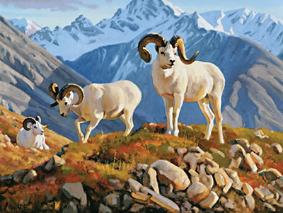 Rams of the Alaskan Range