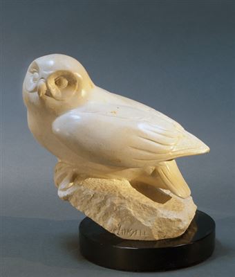 Desert Owl