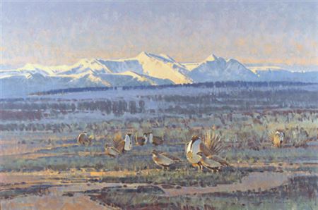 Lords of the Lek - Sage Grouse