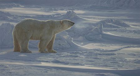 Arctic Aura
