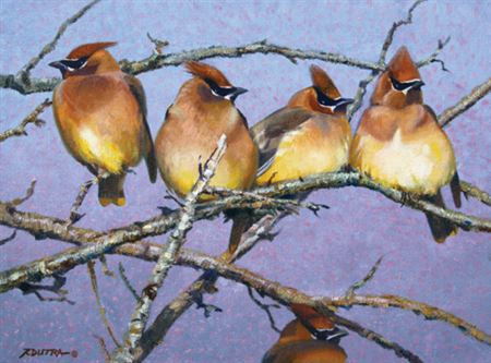Larger than Life - Cedar Waxwings