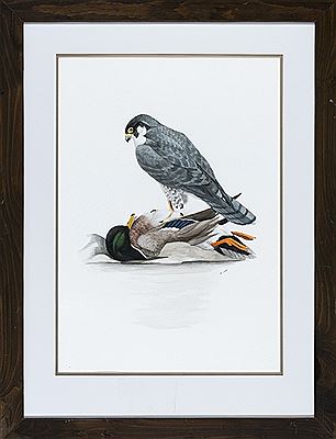 Hawk atop duck