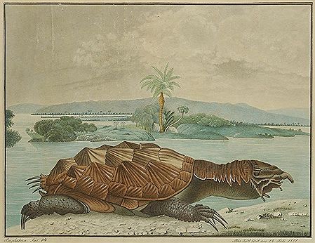 Die Matamata - Testudo Matamata (Tortue Matamata) by Aloys (Alois) Zötl - Auction record, sale price, and art valuation. Compare with similar artists and explore comparable artworks.