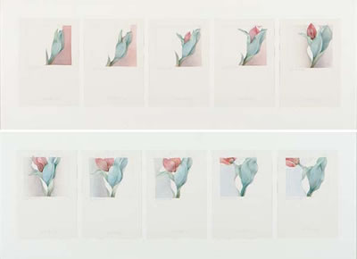 TEN FLORAL STUDIES