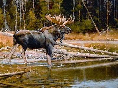Reflections-Moose