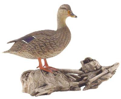 The Queen of Wildon Creek (Mallard Hen) by Theodore J Smith - Auction record, sale price, and art valuation. Compare with similar artists and explore comparable artworks.