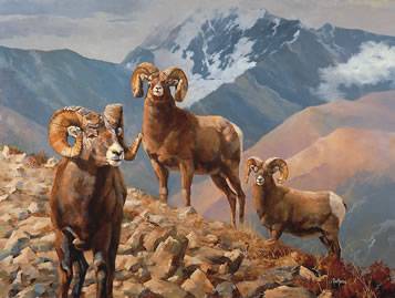 Trio of Rams