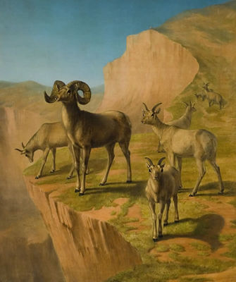Rocky Mountain Sheep