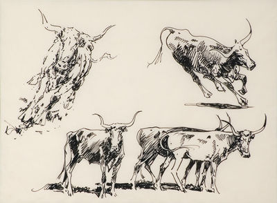 Longhorn Steers