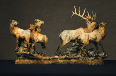 Herd Bull