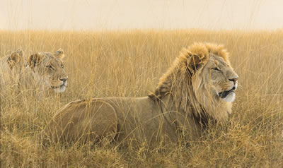 Lions in the Grass