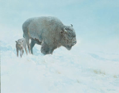 Shielding Her Calf