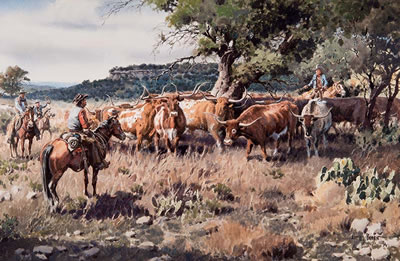 Longhorn in the Hill Country
