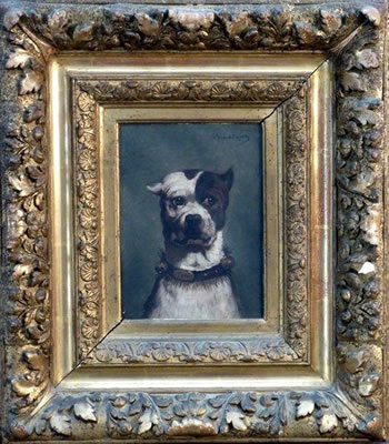 Portrait de Tom, chien boxer.
