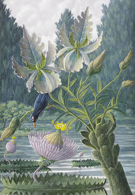 Catharina Nymphaeqidea