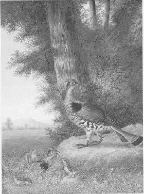 Family of Grouse by Howard Hill - Auction record, sale price, and art valuation. Compare with similar artists and explore comparable artworks.