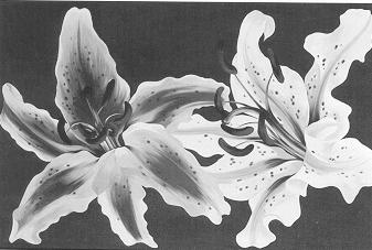 Two Spotted Lilies