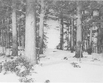 Snow Scene