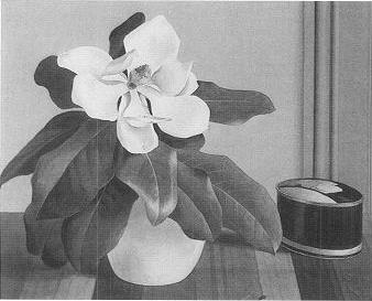 Magnolia
