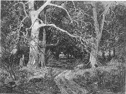 A Woodland Memory by Charles Conner - Auction record, sale price, and art valuation. Compare with similar artists and explore comparable artworks.