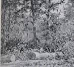 Wooded Landscape with Fallen Logs