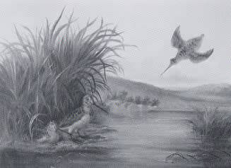 Woodcock