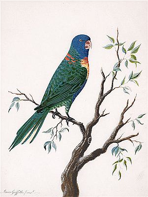 RAINBOW LORIKEET (TRICHOGLOSSUS HAEMATODUS MOLUCCANUS) 1772