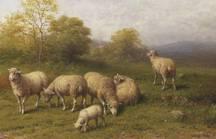 Sheep Grazing