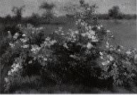 Wildflowers