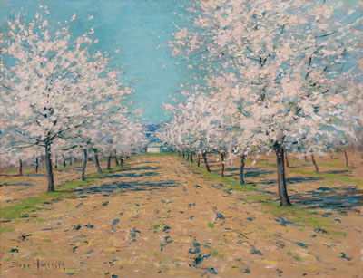 Apple Blossoms