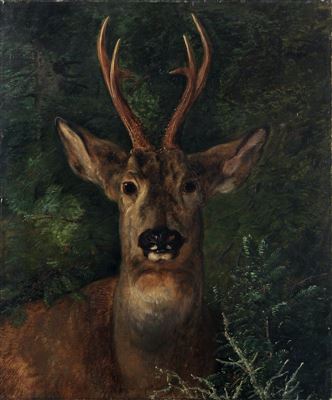 Rehbock.