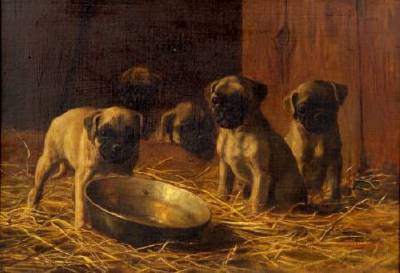 Five Pug Puppies