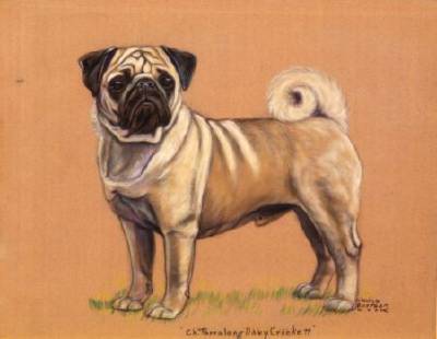 Champion Tarralong Davy Crockett