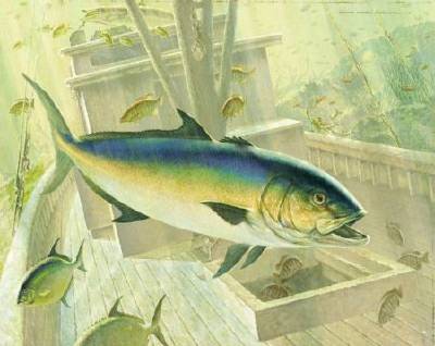 Amberjack