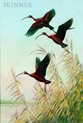 Glossy and White-faced Glossy Ibis