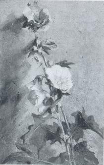 Hollyhocks
