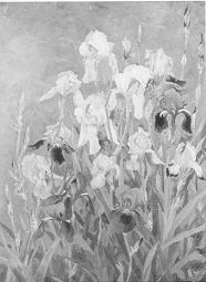 Irises