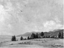 An Open Pasture