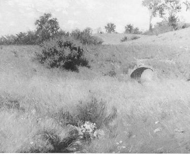 Summer Meadow, Williamston