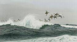 Flock of Eiders
